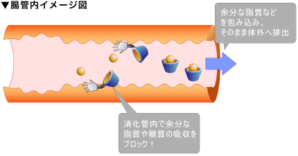 腸管内のイメージ図